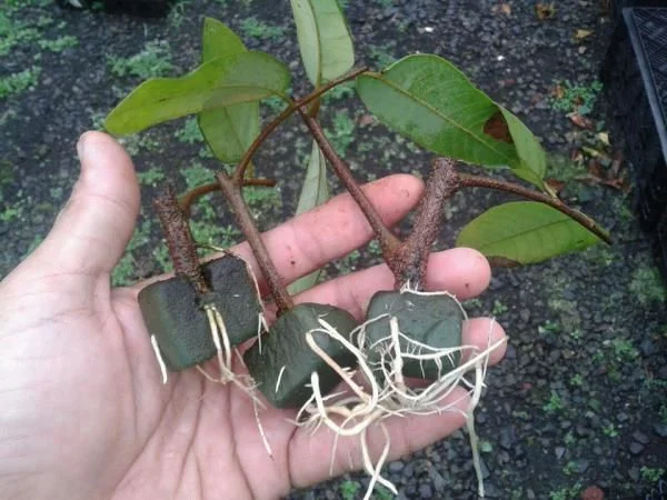 Akar Tumbuhan