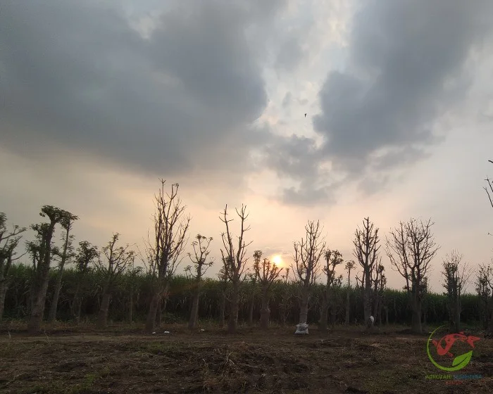 Tanaman Pohon Baobab Untuk Penghijauan