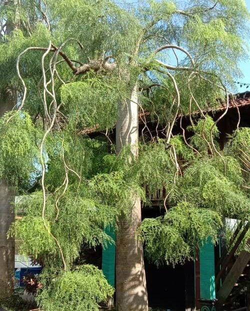 Tanaman Pohon Moringa