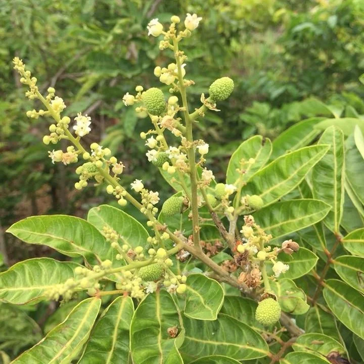 Bunga dan Buah Tanaman Pohon Kelengkeng