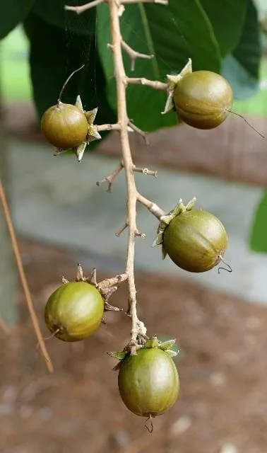 Buah Tanaman Bungur