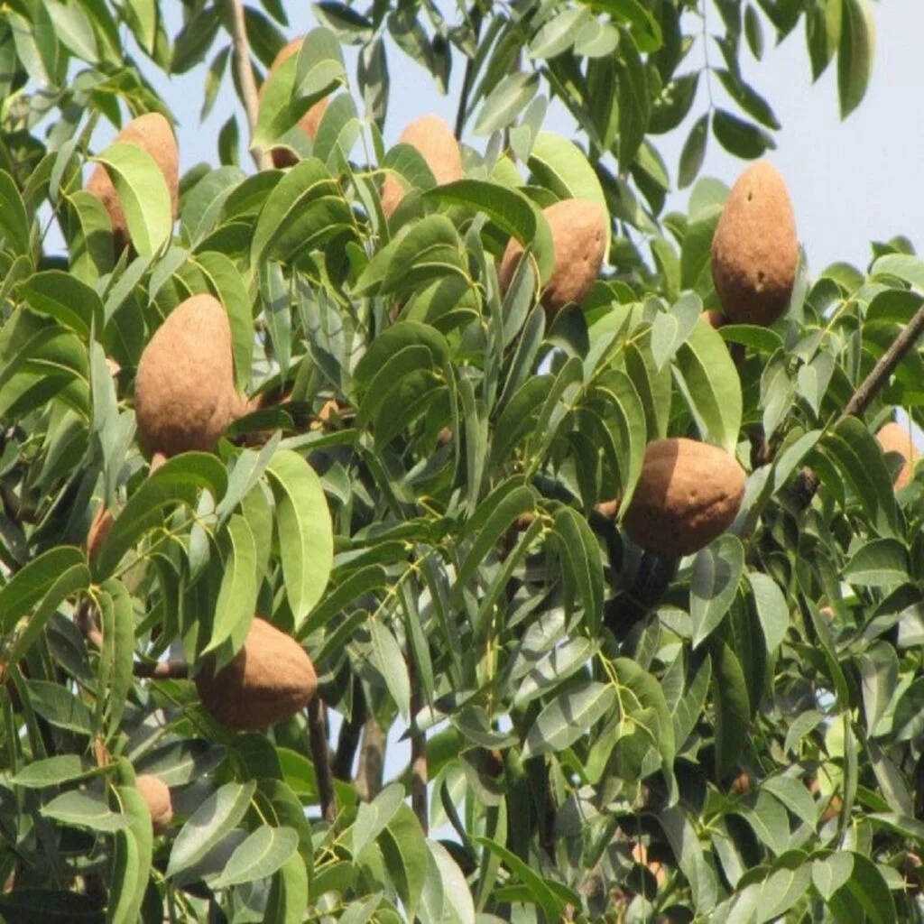 Buah