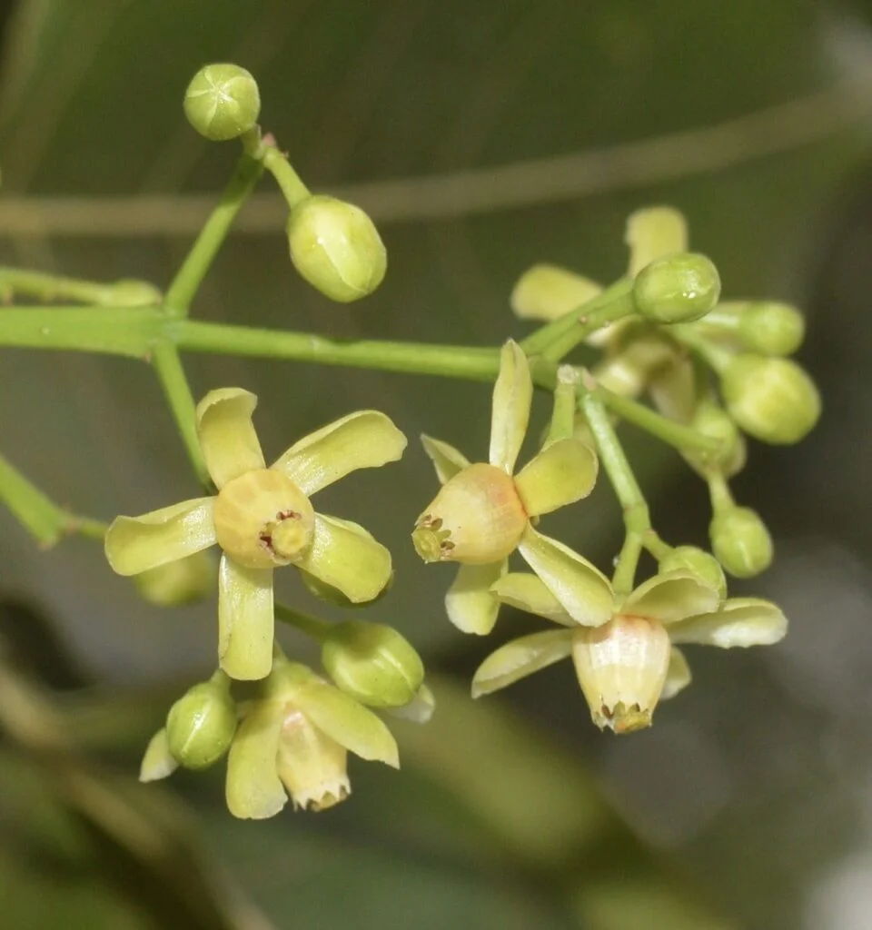 Daun Pohon Mahoni
