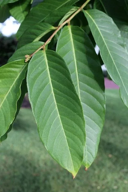 Daun Tanaman Bungur
