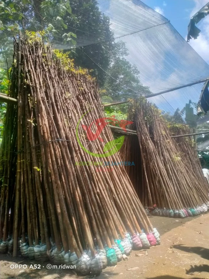 Jual Pohon Mahoni