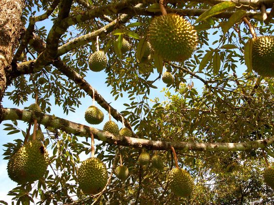 Tanaman Pohon Durian