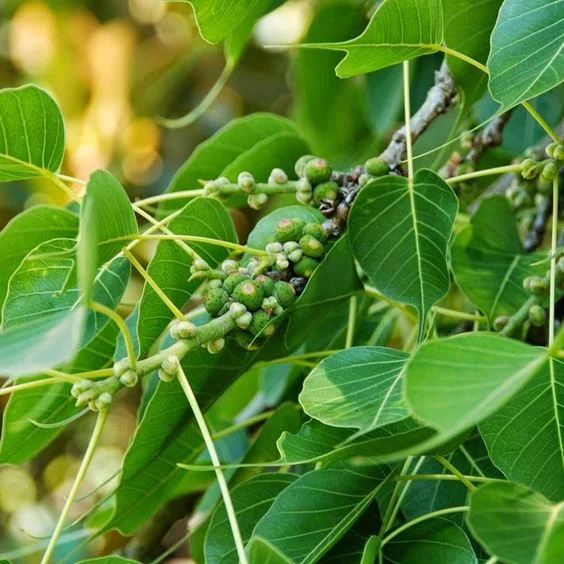 Buah Pohon Bodi