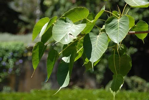 daun tanaman bodi