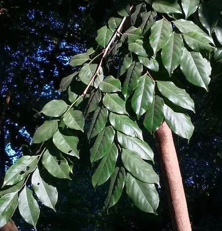Daun Tanaman Angsana