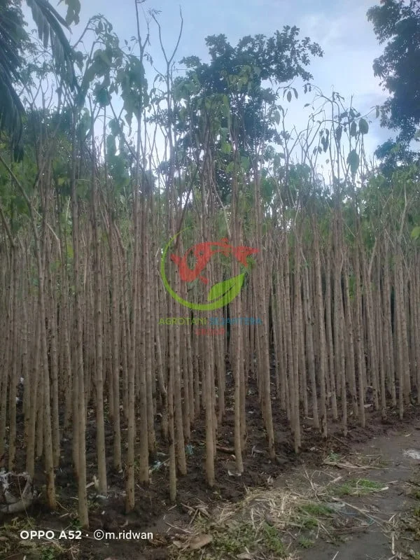 Jual Pohon Tabebuya Berbagai Ukuran