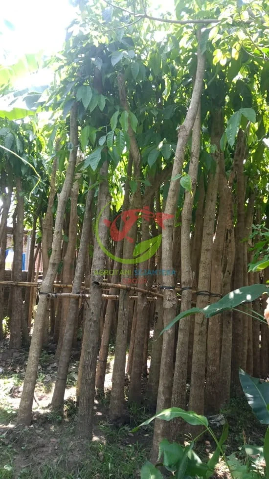 Jual Tabebuya