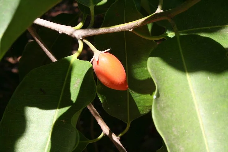 Buah Tanaman Tanjung