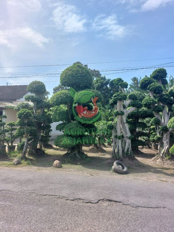 Jual Pohon Bonsai Beringin Dollar