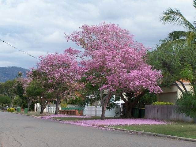 Tanaman Pohon Tabebuya Pink