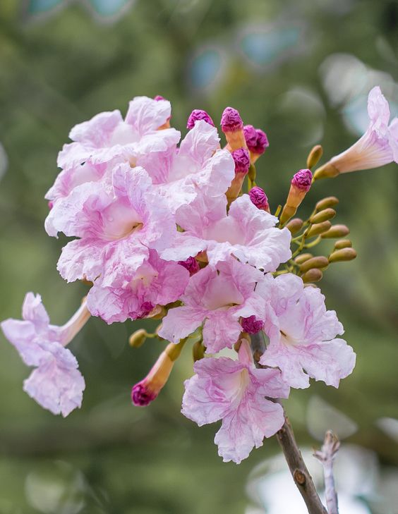 bunga pohon tabebuya pink
