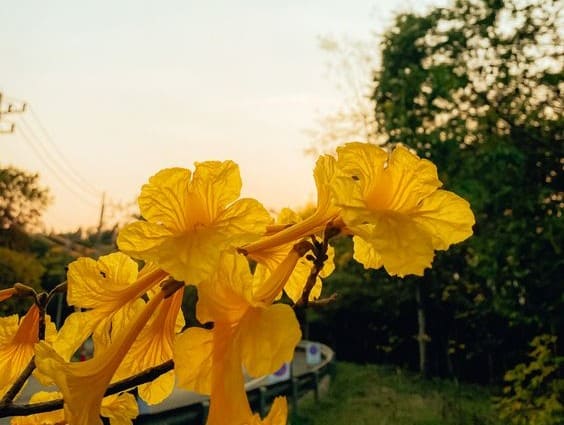 Bunga Tanaman Pohon Tabebuya Kuning