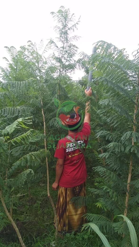 Harga Pohon Jacaranda