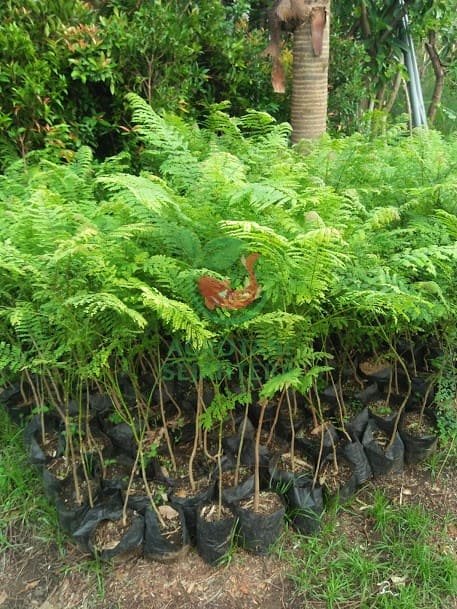 Harga Pohon Jakaranda