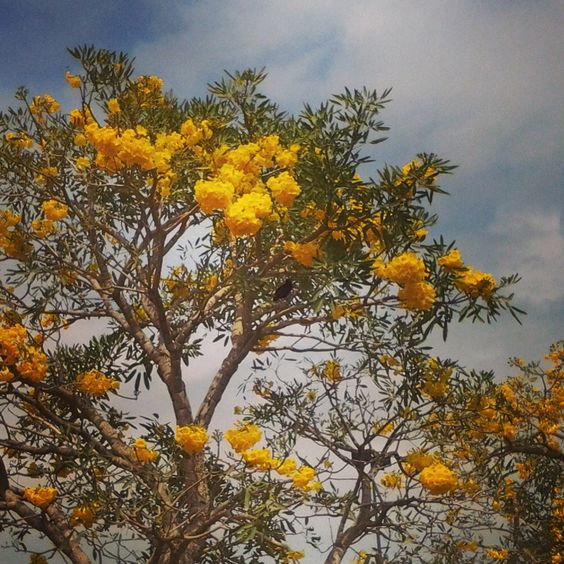 Harga Pohon Tabebuya Kuning