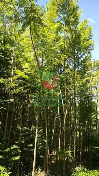 Jual Pohon Jakaranda