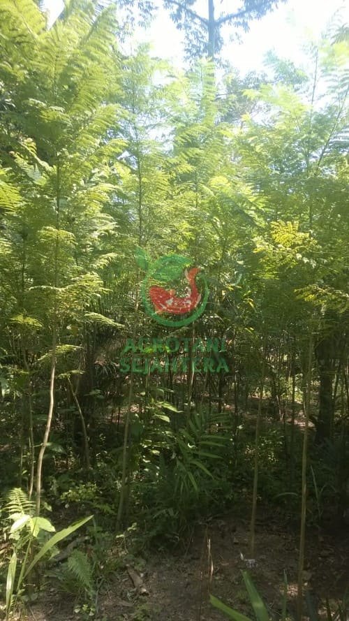 Jual Tanaman Pohon Jakaranda