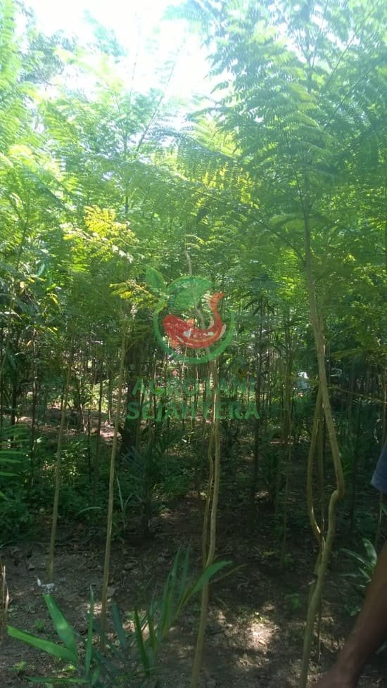 Jual Tumbuhan Jakaranda