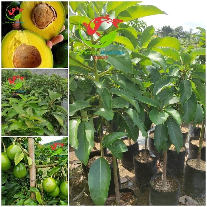 Jual Bibit Alpukat Impor Booth 7