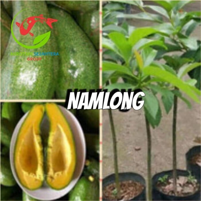 Jual Bibit Alpukat Impor Namlong