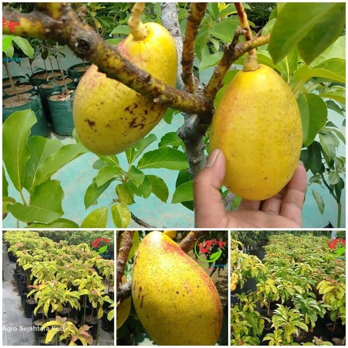 Jual Bibit Alpukat Impor Yellow Vietnam