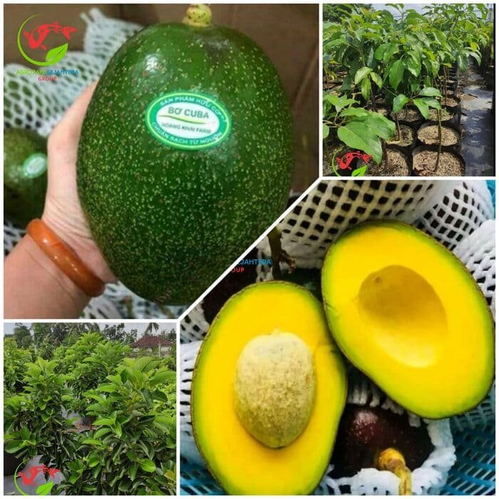 Jual Bibit Alpukat Import Cuba