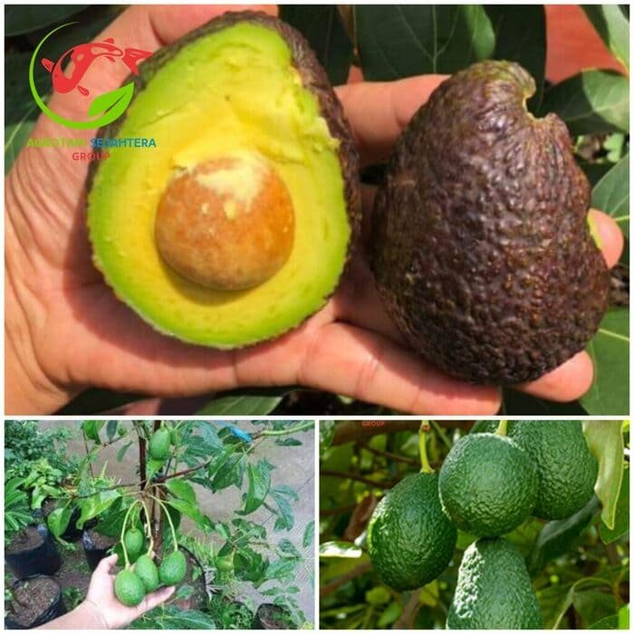 Jual Bibit Alpukat Import Hass