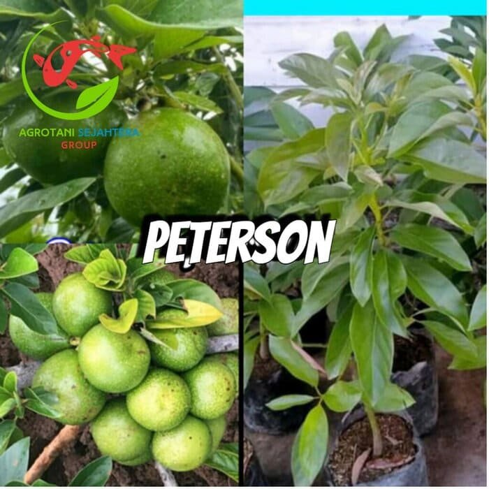 Jual Bibit Alpukat Import Peterson
