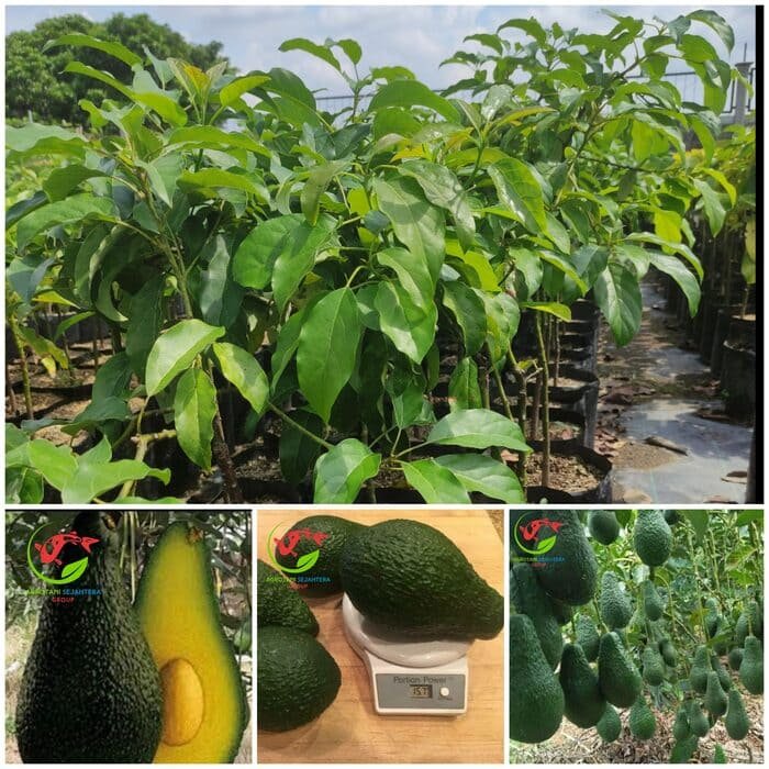 Jual Bibit Alpukat Import Pinkerton