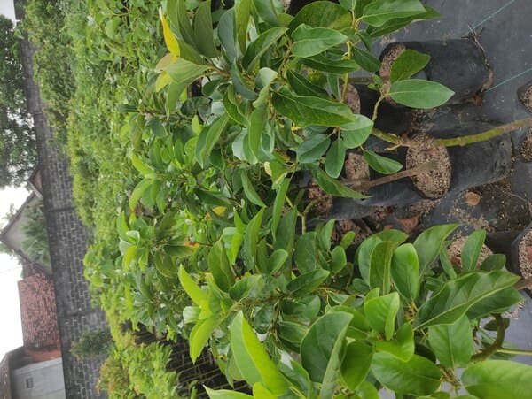 Jual Bibit Alpukat Miki Harga Terjangkau