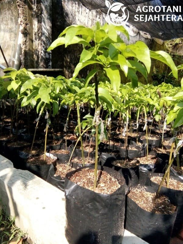 Jual Bibit Pohon Alpukat Mentega