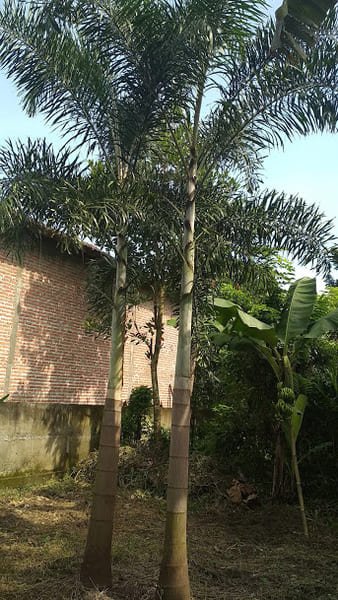 Jual Tanaman Palem Ekor Tupai