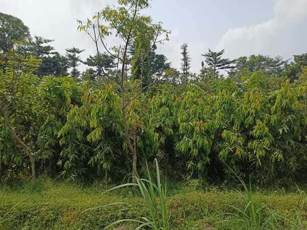 Jual Tanaman Glodokan Tiang