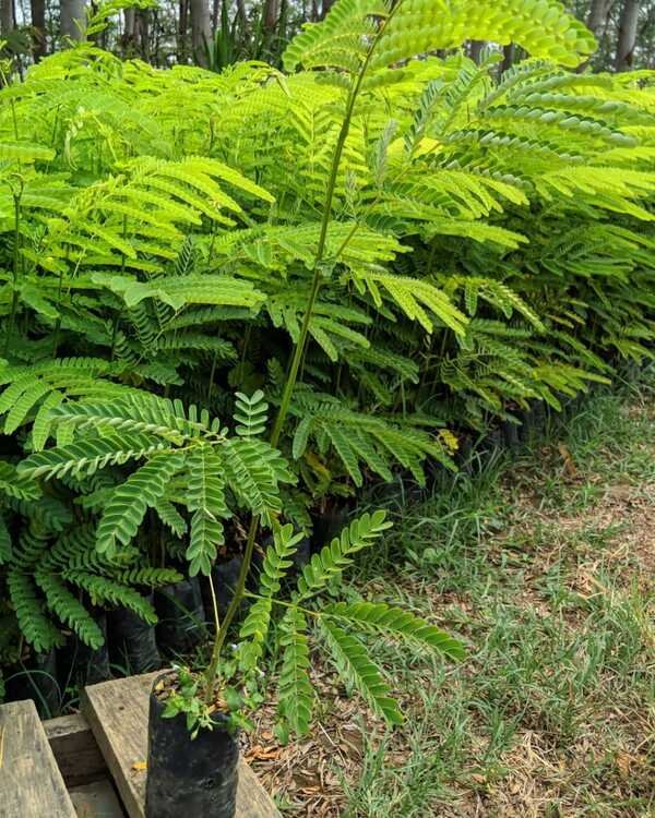 Jual Bibit Pohon Sengon Unggul