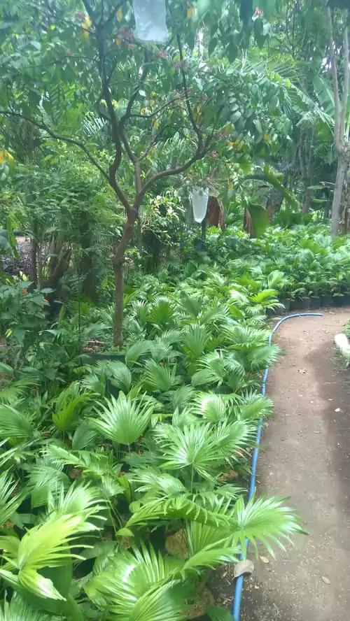 Jual Pohon Palem Kipas Sadeng