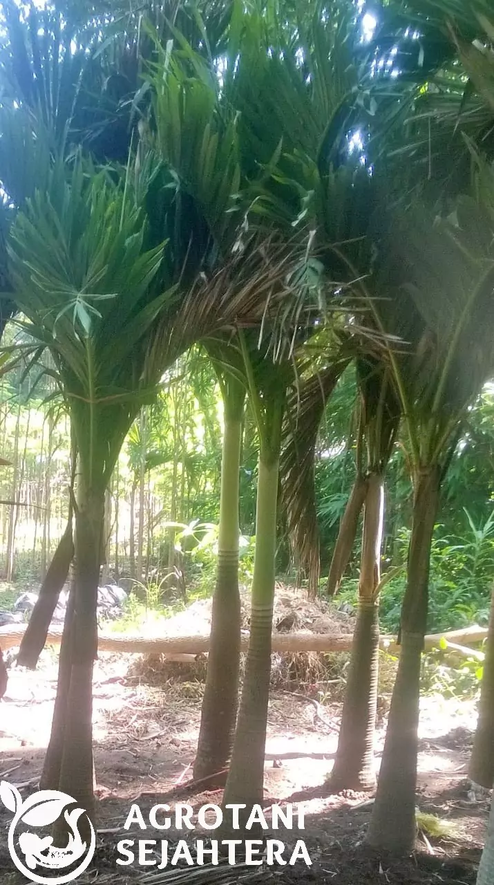 Jual Palm Putri Termurah