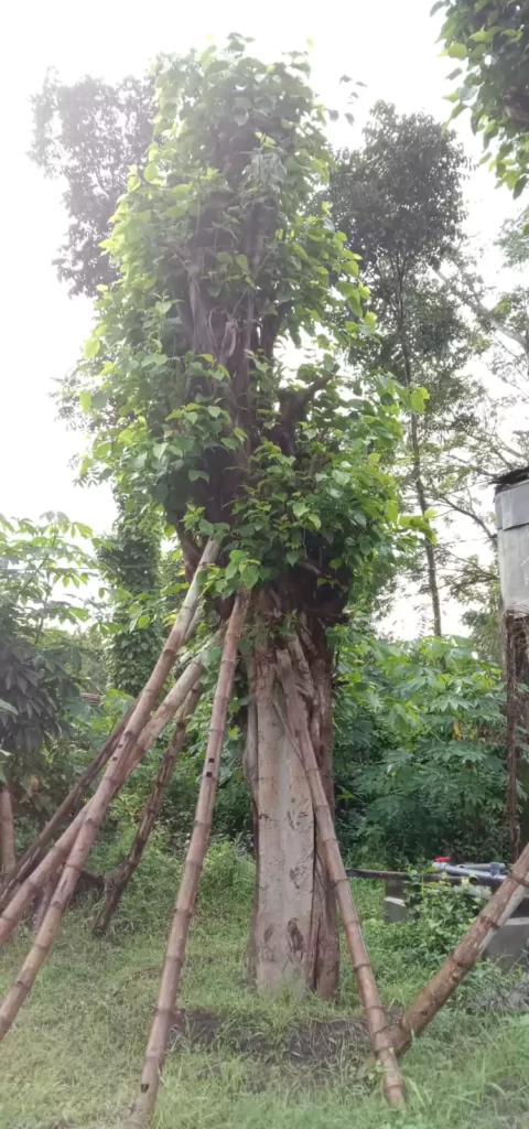 Pohon Bodi Abar di Depan Rumah