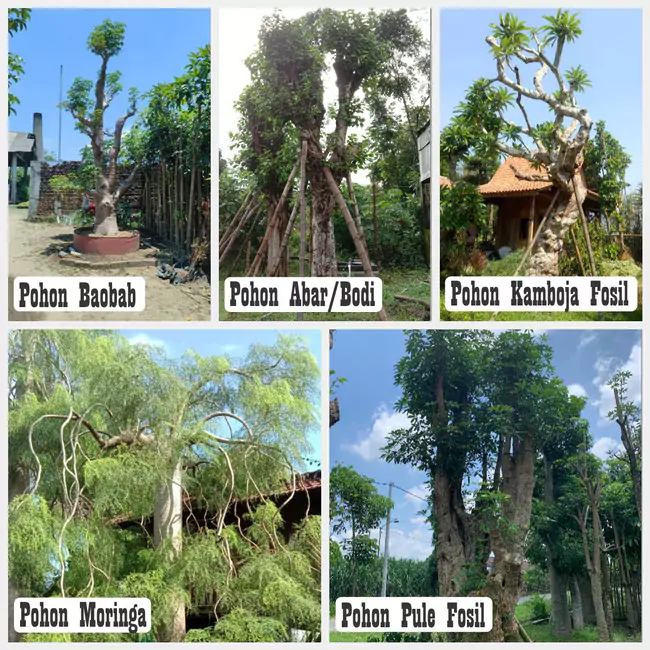 Pohon Hias Besar Depan ruamh