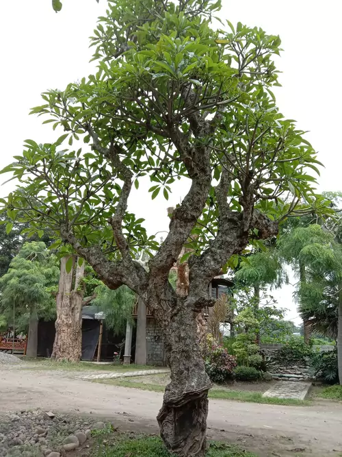 Pohon Hias Besar Kamboja Fosil di Halaman Rumah