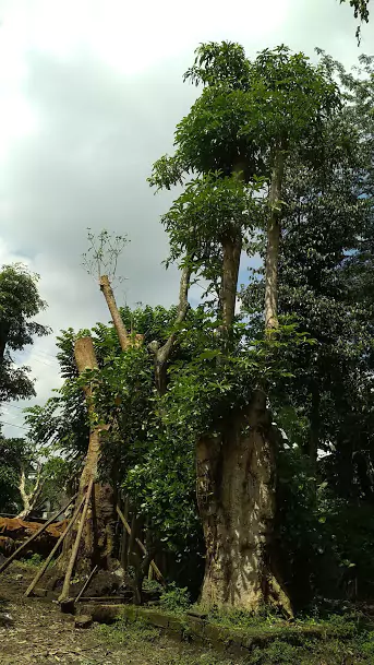 Pohon Hias Besar Pule Fosil di Depan Rumah