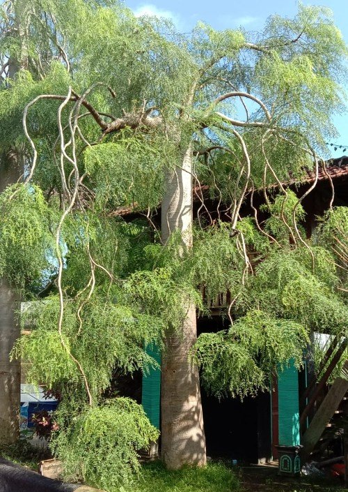 Pohon Hias Moringa Besar di Depan Rumah