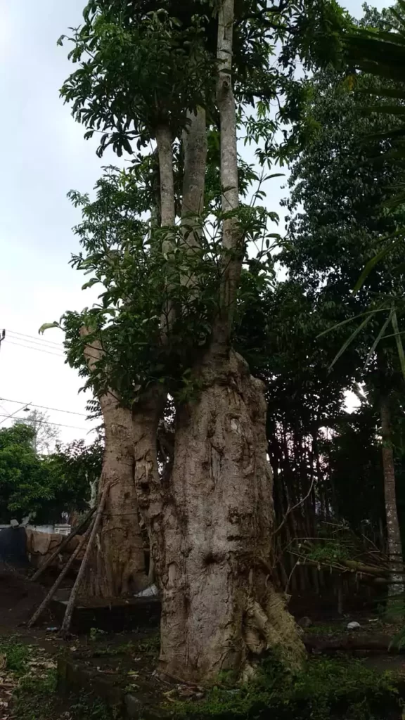 Pohon Pule Fosil di Depan Rumah