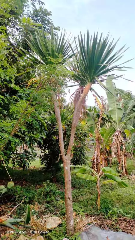 Jual Pandan Bali Berkualitas