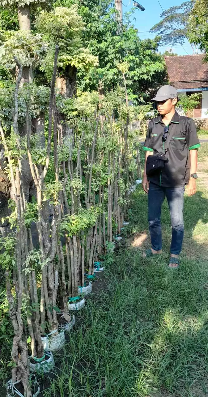 Jual Tanaman Anting Putri