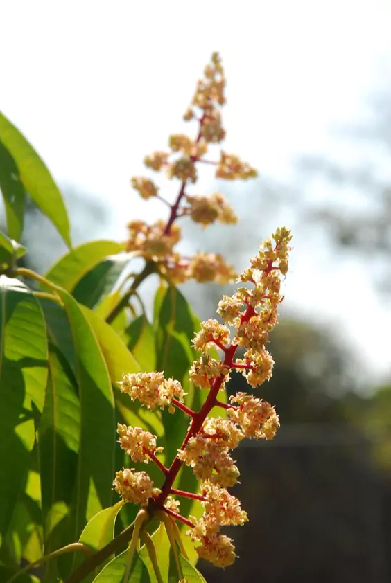 Pohon Mangga Manera Indica Jenis Ciri Manfaat Menanam