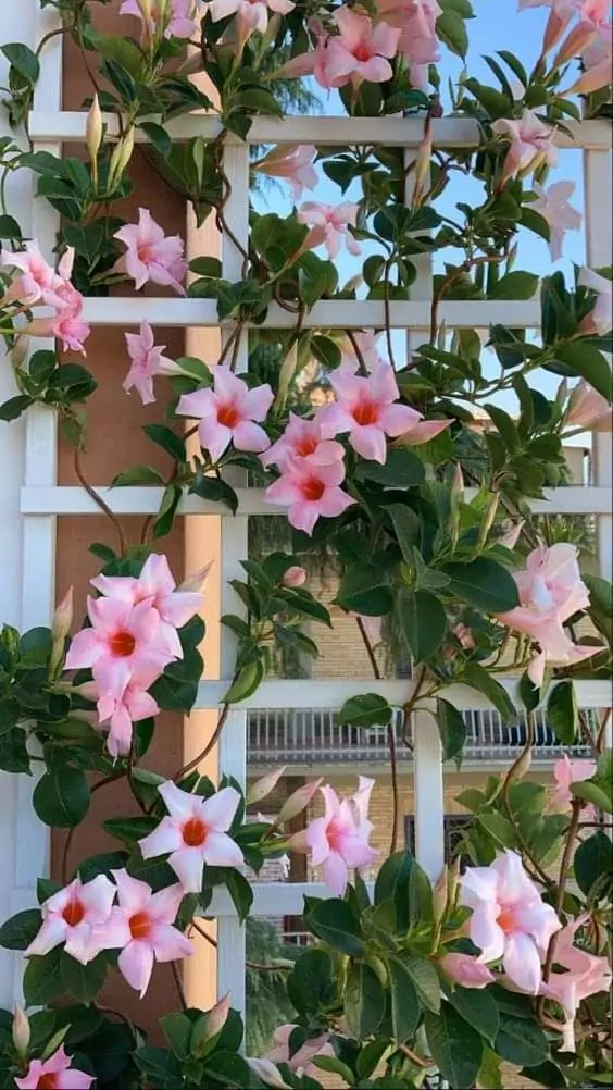 Madenvilla Vine